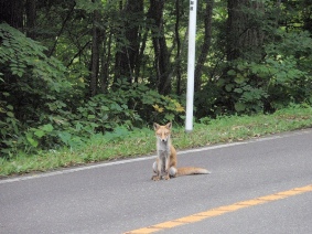 北海道大沼國家公園 瘦巴巴的白目狐狸逛馬路