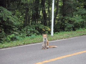 Read more about the article 北海道大沼國家公園 瘦巴巴的白目狐狸逛馬路